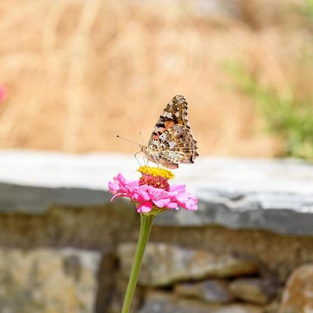 Villa Andromeda Amorgos Eksteriør billede