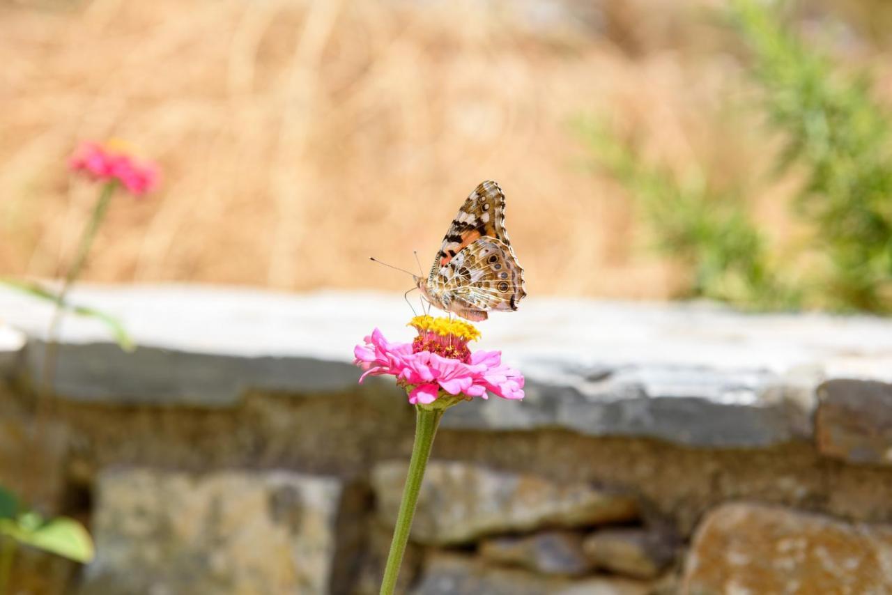 Villa Andromeda Amorgos Eksteriør billede